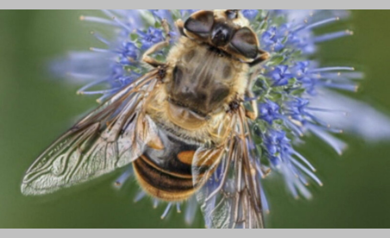 Event-Image for 'Vertiefungskurs - Schwebfliegen'