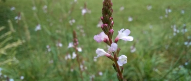 Event-Image for 'Plantes sauvages et création de parfums énergétiques'