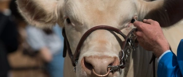 Event-Image for 'Viehschau und Bauernchilbi St. Gallenkappel'