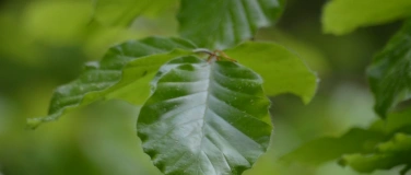 Event-Image for 'Shinrin Yoku Weekend Workshop BASIC - Glück im Wald'