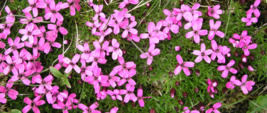 Event-Image for 'Vom Eis geformt &ndash; Die Evolutionsgeschichte der arktisch-alpi'