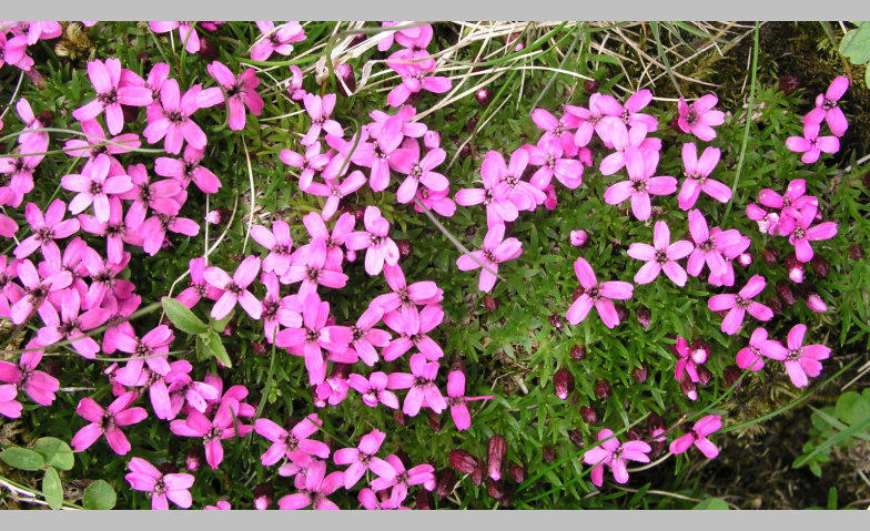 Event-Image for 'Vom Eis geformt &ndash; Die Evolutionsgeschichte der arktisch-alpi'