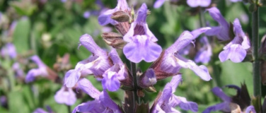 Event-Image for 'Vortrag: Dalmatien blüht - vom Meer bis in die Berge'