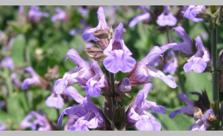 Event-Image for 'Vortrag: Dalmatien bl&uuml;ht - vom Meer bis in die Berge'
