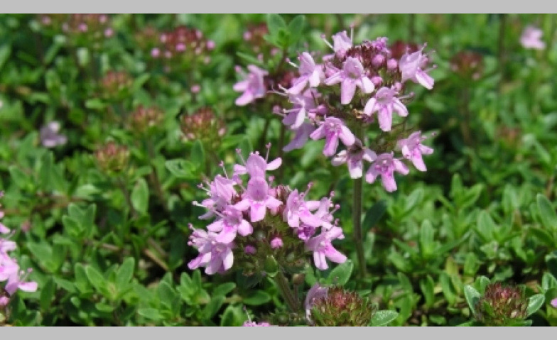 Event-Image for 'VORTRAG: Flora Raetica - Streifzug durch die Bündner Flora'