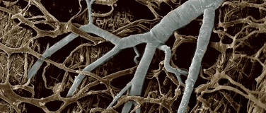 Event-Image for 'Naturschutz trifft Forschung an der Neuen Kanti Aarau'