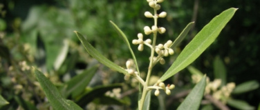 Event-Image for 'Vortrag: Südtoskana - wo einheimische Seltenheiten häufig si'