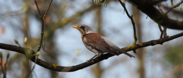 Event-Image for 'Tier um vier im Naturama-Garten: Wacholderdrossel'