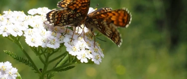 Event-Image for 'Botanische Exkursion &ndash; Libingen &ndash; Ober Stein &ndash; (Meiersalp)'