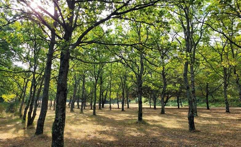 Pro Senectute: Auftanken in der Natur Subingen