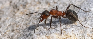 Event-Image for 'Faszination Waldameise - jeder kennt sie, wenige kennen sie!'