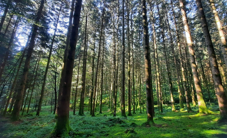 Event-Image for 'Waldbaden - Achtsam durch den Wald'