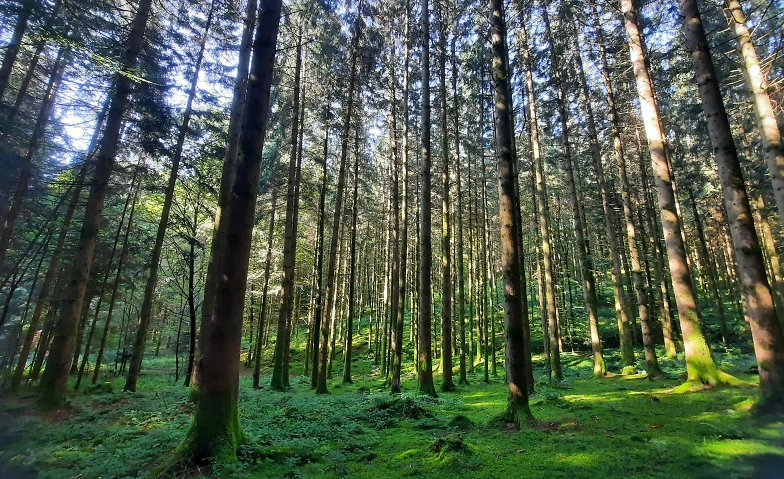 Event-Image for 'Achtsam durch den Wald'