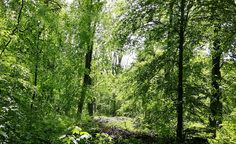 Event-Image for 'Waldluft schnuppern - Tageskurs'