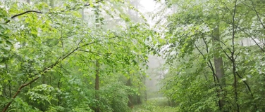 Event-Image for 'Shinrin Yoku – Erholung im Wald, Vortrag'