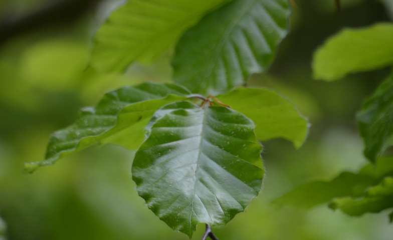 Event-Image for 'Weekend Workshop Shinrin Yoku / Waldbaden BASIC'