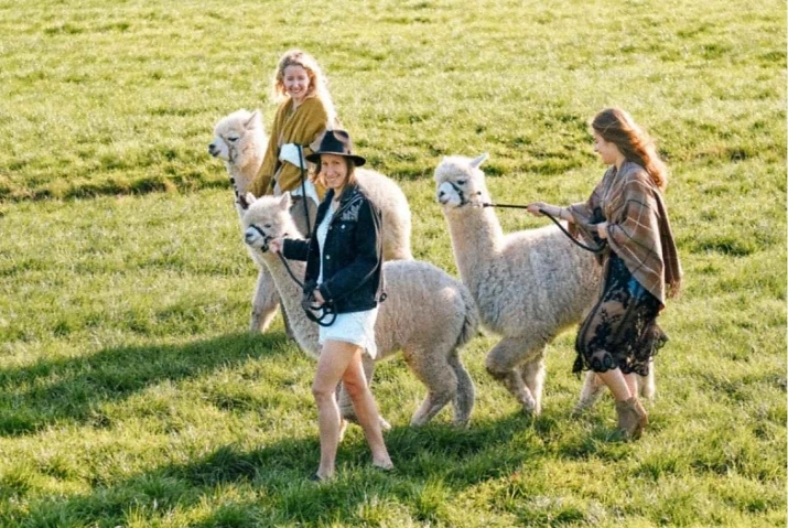 Alpaka Wanderung - bei Stade/Hamburg Waytalla Alpakas, Wei&szlig;enmoor 11a, 21709 D&uuml;denb&uuml;ttel Billets