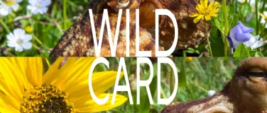 Event-Image for 'Wild Card im M&auml;rz'