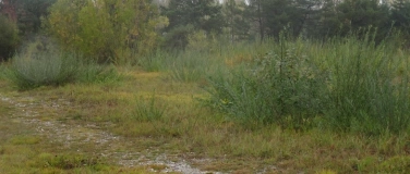 Event-Image for 'Durch Gehölzrückschnitt mehr Licht für Seltene Pflanzen'
