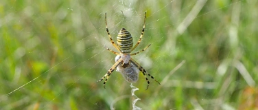 Event-Image for 'Vortrag: Spinnen &ndash; Listige J&auml;ger und erfolgreiche Verf&uuml;hrer'