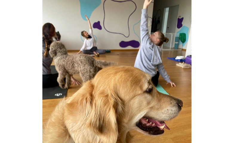 Hunde - Yoga Tickets