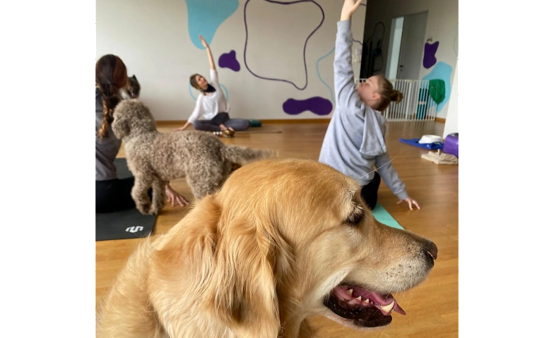 Hunde - Yoga Tickets