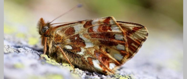 Event-Image for 'Wie es um die Insekten in der Schweiz steht'