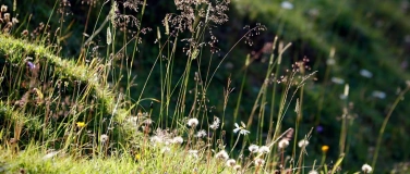 Event-Image for 'Unterwegs in der Nidwaldner Natur'