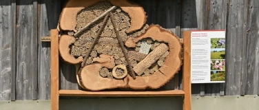 Event-Image for 'Biodiversit&auml;t in Gais: F&uuml;hrung Streuwiesen-Wildbienen'