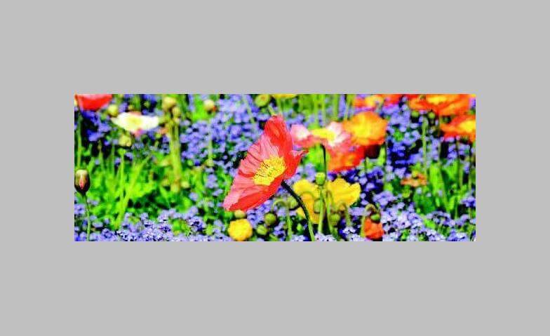 Wildblumen für Terrasse, Balkon und Garten Wildblumen GmbH, Industriestrasse 12, 9445 Rebstein Tickets