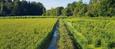 Event-Image for 'Nassreis-Anbau in Symbiose mit Biodiversit&auml;tsf&ouml;rderung'