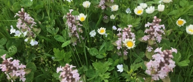 Event-Image for 'Essbare Wildkr&auml;uter - kennenlernen und geniessen'