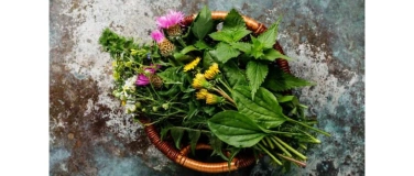 Event-Image for 'Wildkräuteröl herstellen/ Make homemade wild herb oil'