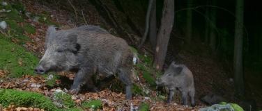 Event-Image for 'Exkursion «Wildtierkorridor» - Die Routen wilder Tiere'