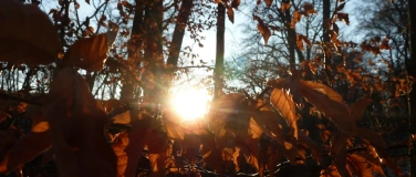 Event-Image for 'In goldenen Schuhen kommet die Ruhe'