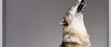 Event-Image for 'Wolf & Co.: The challenge of large carnivores'