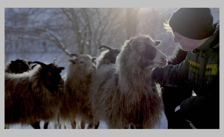 Event-Image for 'Woolly - Schaf dir das Glück'