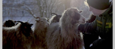 Event-Image for 'Woolly - Schaf dir das Glück'