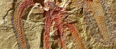 Event-Image for 'Die bizarre Wunderwelt der Gliedertiere aus dem Erdaltertum'