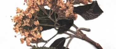 Event-Image for 'Z'Gast: Baila Latino Tanzabend'