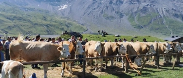 Event-Image for 'Zucht- & Nutzviehverkaufstag'