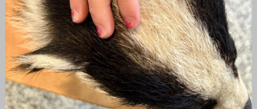 Event-Image for 'Zu Gast beim Dachs'