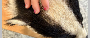 Event-Image for 'Zu Gast beim Dachs'