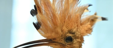 Event-Image for 'Zwerglif&uuml;hrung &laquo;Federkleid&raquo;'