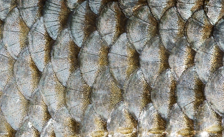 Event-Image for 'Zwergliführung «Schuppenhaut»'