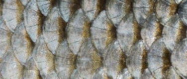 Event-Image for 'Zwerglif&uuml;hrung &laquo;Schuppenhaut&raquo;'